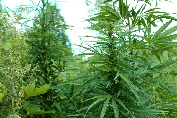Marihuana Plantage Verlassenes Land Mit Natürlich Angebautem Marihuana Hanfpflanzen — Stockfoto