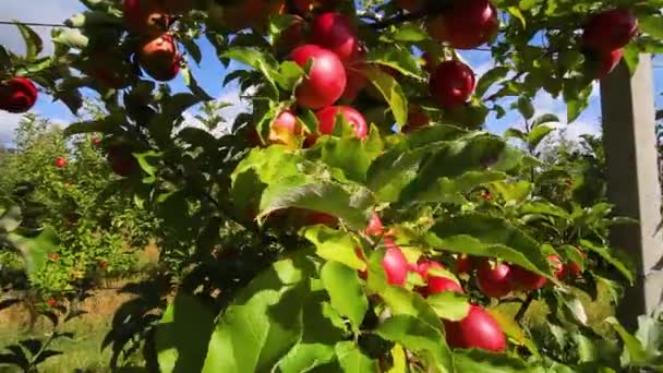 Jabloň Červenými Jablky Pěstování Jablek Jablečný Sad Jablky Apple Garden — Stock video