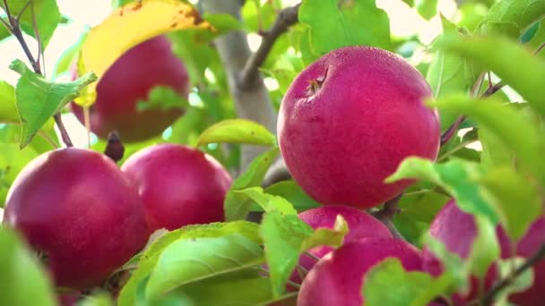 Appelbomen Met Rode Appels Appels Kweken Appelboomgaard Met Appels Appeltuin — Stockvideo