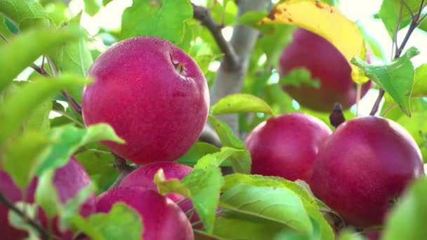Jabloň Červenými Jablky Pěstování Jablek Jablečný Sad Jablky Apple Garden — Stock video