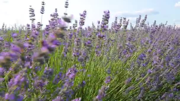 Lavender Field Cultivated Lavender Cultivation Lavender Cosmetics Perfumery — Stock Video