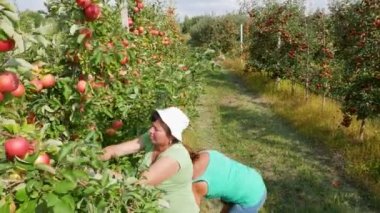 KYIV, UKRAINE - 14 Eylül 2023: sonbahar elma hasadı. Kırmızı elmalı elma ağaçları. Elma yetiştiriyorum. Elmalı elma bahçesi. Elma bahçesi. Ukrayna elmaları - editoryal görüntüler