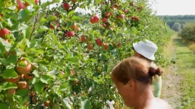 KYIV, UKRAINE - 14 Eylül 2023: sonbahar elma hasadı. Kırmızı elmalı elma ağaçları. Elma yetiştiriyorum. Elmalı elma bahçesi. Elma bahçesi. Ukrayna elmaları - editoryal görüntüler