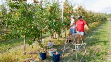 KYIV, UKRAINE - 14 Eylül 2023: sonbahar elma hasadı. Kırmızı elmalı elma ağaçları. Elma yetiştiriyorum. Elmalı elma bahçesi. Elma bahçesi. Ukrayna elmaları - editoryal görüntüler