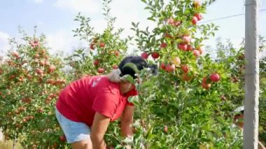 KYIV, UKRAINE - 14 Eylül 2023: sonbahar elma hasadı. Kırmızı elmalı elma ağaçları. Elma yetiştiriyorum. Elmalı elma bahçesi. Elma bahçesi. Ukrayna elmaları - editoryal görüntüler