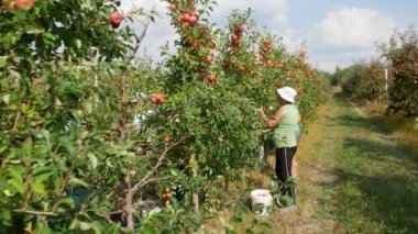 KYIV, UKRAINE - 14 Eylül 2023: sonbahar elma hasadı. Kırmızı elmalı elma ağaçları. Elma yetiştiriyorum. Elmalı elma bahçesi. Elma bahçesi. Ukrayna elmaları - editoryal görüntüler
