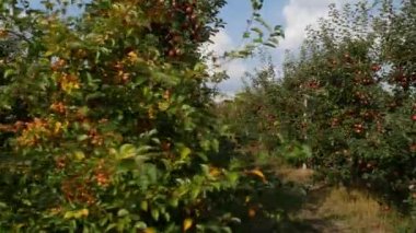 Sonbahar elma hasadı. Kırmızı elmalı elma ağaçları. Elma yetiştiriyorum. Elmalı elma bahçesi. Elma bahçesi. Ukrayna elmaları. 