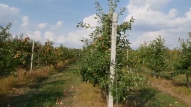 Sonbahar elma hasadı. Kırmızı elmalı elma ağaçları. Elma yetiştiriyorum. Elmalı elma bahçesi. Elma bahçesi. Ukrayna elmaları. 