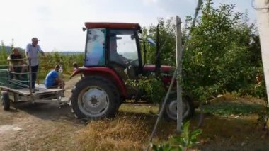 KYIV, UKRAINE - 14 Eylül 2023: sonbahar elma hasadı. Kırmızı elmalı elma ağaçları. Elma yetiştiriyorum. Elmalı elma bahçesi. Elma bahçesi. Ukrayna elmaları - editoryal görüntüler