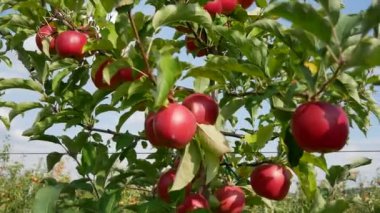 Sonbahar elma hasadı. Kırmızı elmalı elma ağaçları. Elma yetiştiriyorum. Elmalı elma bahçesi. Elma bahçesi. Ukrayna elmaları. 