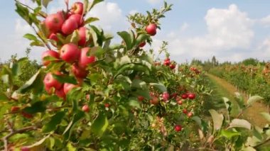 Sonbahar elma hasadı. Kırmızı elmalı elma ağaçları. Elma yetiştiriyorum. Elmalı elma bahçesi. Elma bahçesi. Ukrayna elmaları. 