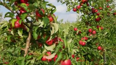 Sonbahar elma hasadı. Kırmızı elmalı elma ağaçları. Elma yetiştiriyorum. Elmalı elma bahçesi. Elma bahçesi. Ukrayna elmaları. 