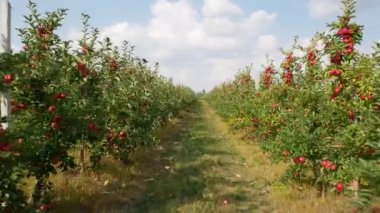 Sonbahar elma hasadı. Kırmızı elmalı elma ağaçları. Elma yetiştiriyorum. Elmalı elma bahçesi. Elma bahçesi. Ukrayna elmaları. 