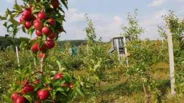 Sonbahar elma hasadı. Kırmızı elmalı elma ağaçları. Elma yetiştiriyorum. Elmalı elma bahçesi. Elma bahçesi. Ukrayna elmaları. 
