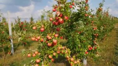 Sonbahar elma hasadı. Kırmızı elmalı elma ağaçları. Elma yetiştiriyorum. Elmalı elma bahçesi. Elma bahçesi. Ukrayna elmaları. 
