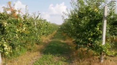 Sonbahar elma hasadı. Kırmızı elmalı elma ağaçları. Elma yetiştiriyorum. Elmalı elma bahçesi. Elma bahçesi. Ukrayna elmaları. 