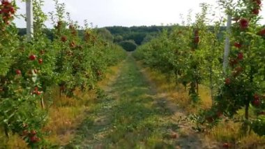 Sonbahar elma hasadı. Kırmızı elmalı elma ağaçları. Elma yetiştiriyorum. Elmalı elma bahçesi. Elma bahçesi. Ukrayna elmaları. 