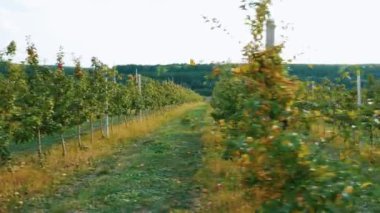 Sonbahar elma hasadı. Kırmızı elmalı elma ağaçları. Elma yetiştiriyorum. Elmalı elma bahçesi. Elma bahçesi. Ukrayna elmaları. 