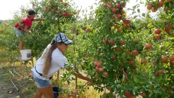 Kyiv Ukraine Σεπτεμβριου 2023 Φθινοπωρινή Συγκομιδή Μήλων Μηλιές Κόκκινα Μήλα — Αρχείο Βίντεο