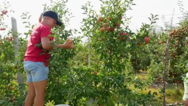 Kyiv Ukrajina Září 2023 Podzimní Sklizeň Jablek Jabloň Červenými Jablky — Stock video