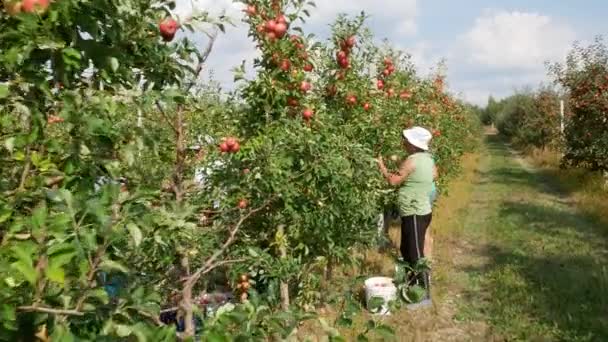 Kiew Ukraine September 2023 Apfelernte Herbst Apfelbäume Mit Roten Äpfeln — Stockvideo