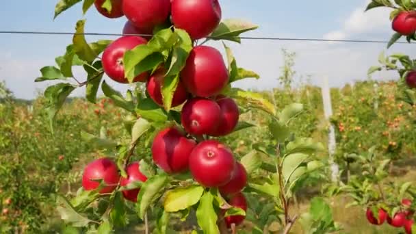 Podzimní Sklizeň Jablek Jabloň Červenými Jablky Pěstování Jablek Jablečný Sad — Stock video