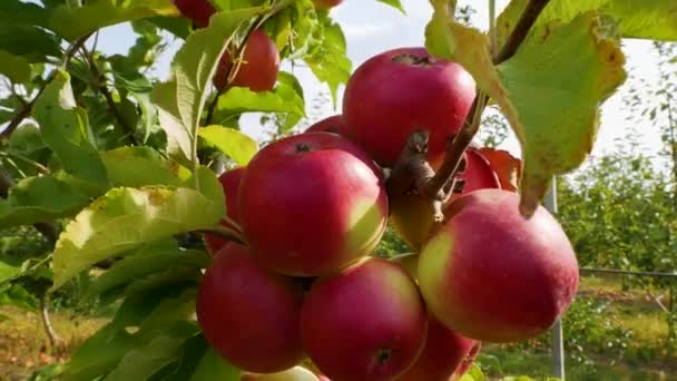 Fall Äppelskörd Äppelträd Med Röda Äpplen Odlar Äpplen Äppelträdgård Med — Stockvideo