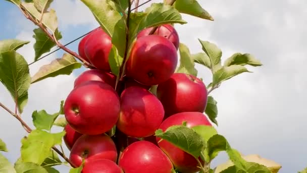Jesienne Zbiory Jabłek Jabłonie Czerwonymi Jabłkami Rosnące Jabłka Jabłkowy Sad — Wideo stockowe