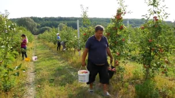 Kyiv Ucrania Septiembre 2023 Cosecha Manzanas Otoño Manzanos Con Manzanas — Vídeo de stock