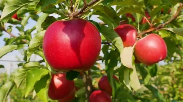 Πτώση Συγκομιδή Μήλων Μηλιές Κόκκινα Μήλα Καλλιεργούν Μήλα Μηλόκηπος Μήλα — Αρχείο Βίντεο