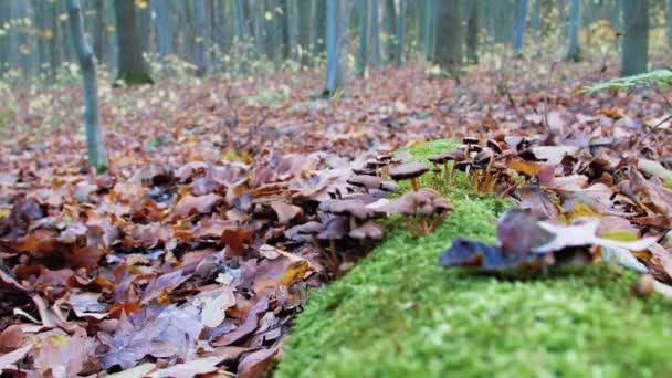 Похмурий Вологий Ліс Кінці Осені Осінній Вологий Ліс Волога Опале — стокове відео