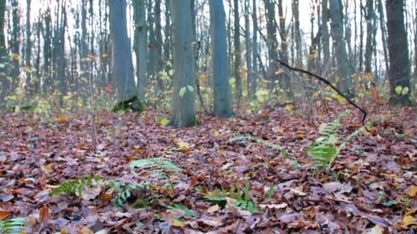 Ein Düsterer Und Feuchter Wald Spätherbst Der Feuchte Wald Herbst — Stockvideo