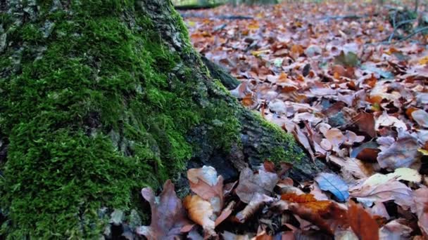 Ένα Ζοφερό Και Υγρό Δάσος Στα Τέλη Του Φθινοπώρου Υγρό — Αρχείο Βίντεο