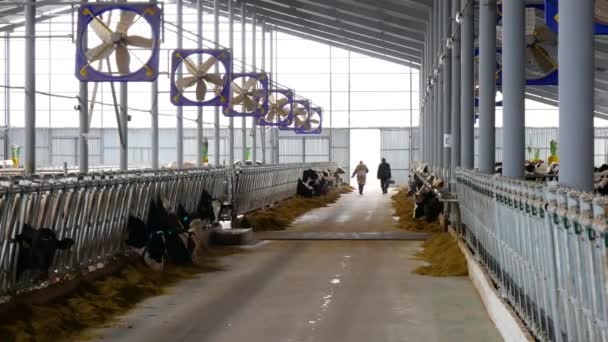 Производство Мяса Молочных Продуктов Современный Амбар Коровье Хозяйство — стоковое видео