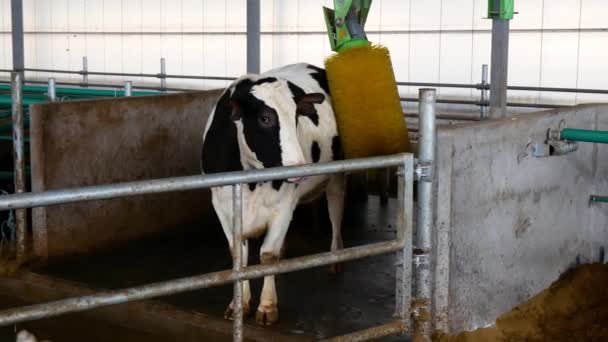 Producción Carne Lácteos Granero Moderno Granja Vacas — Vídeo de stock