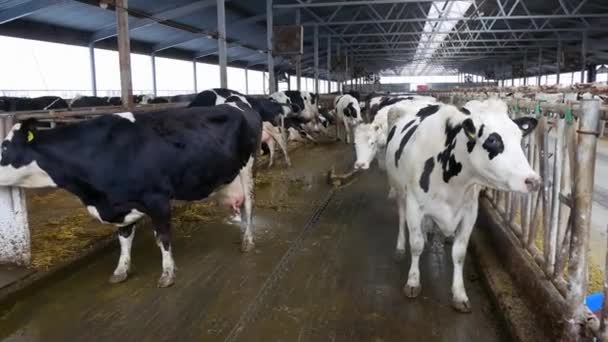 Meat Dairy Production Modern Barn Cow Farm Stock Video