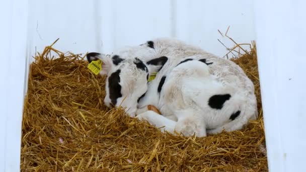 Produção Carne Laticínios Celeiro Moderno Exploração Vacas — Vídeo de Stock