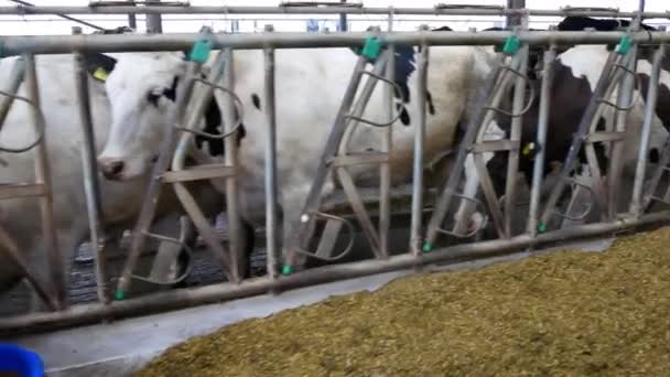 Producción Carne Lácteos Granero Moderno Granja Vacas — Vídeos de Stock