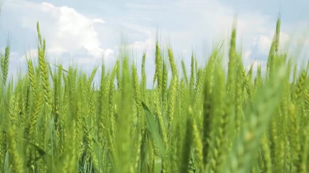 野原と青空の背景にあるグリーンバレーのスピケル 青い空 ふわふわした雲のフィールド 夏の作物のフィールド — ストック動画
