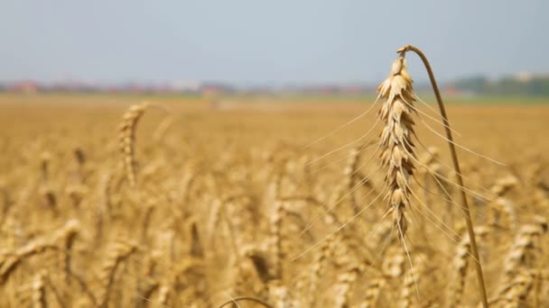 風に揺れている小麦の黄金の耳を拭いてください ハーベストシーズン 明るい日に小麦畑に 農業について — ストック動画