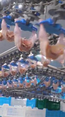 Tavuk eti üretim ve işleme. Tavuk ızgaralarını işlemek ve paketlemek için konveyör hattı. Kümes hayvanları et işliyor. Dikey video.