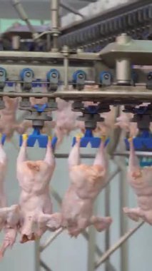 Tavuk eti üretim ve işleme. Tavuk ızgaralarını işlemek ve paketlemek için konveyör hattı. Kümes hayvanları et işliyor. Dikey video.