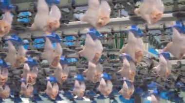 Tavuk eti üretim ve işleme. Tavuk ızgaralarını işlemek ve paketlemek için konveyör hattı. Kümes hayvanları et işleme.