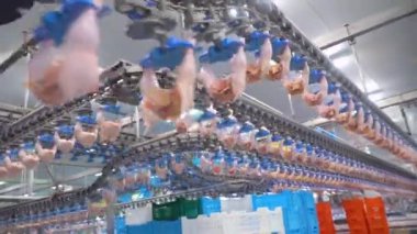 Tavuk eti üretim ve işleme. Tavuk ızgaralarını işlemek ve paketlemek için konveyör hattı. Kümes hayvanları et işleme.