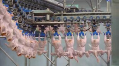 Tavuk eti üretim ve işleme. Tavuk ızgaralarını işlemek ve paketlemek için konveyör hattı. Kümes hayvanları et işleme.