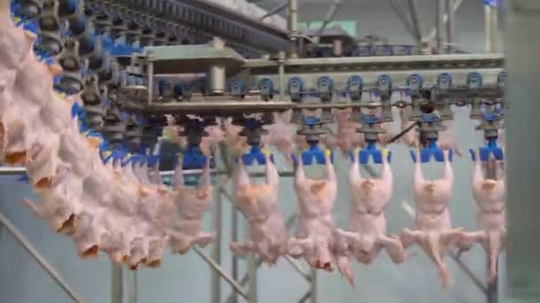Production Processing Chicken Meat Conveyor Line Processing Packaging Chicken Broilers — Stock Video