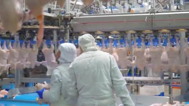 Ladyzhin Ukraine August 2018 Production Processing Chicken Meat Conveyor Line — Stock Video