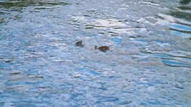 Kanalizasyon yoluyla nehir kirliliği. Nehrin gıda endüstrisinden gelen atık suyla kirlenmesi. Ördekler, nehre boşaltılan besin atıklarıyla besleniyorlar. Yiyecek atıklarının nehre boşaltılması. 