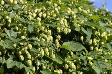 Zıplama çalıları. Vahşi sıçrayışlar. Bira yapmak için. Hops.