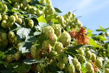 Zıplama çalıları. Vahşi sıçrayışlar. Bira yapmak için. Hops.